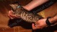 /album/litter-a-studio-photos-at-4-weeks-old/adonis-www-esbbengalcat-6-jpg1/